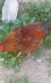 3 عدد خروس چاق