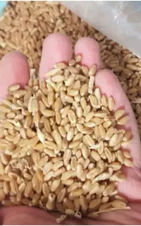ارسال گندم