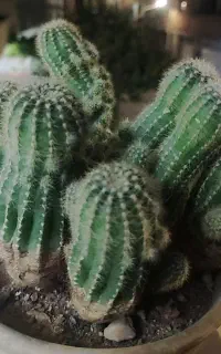 کاکتوس