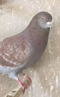 کبوتر پرشی تهرانی