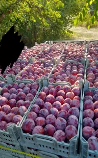 آلو شلیل اجاره میکنم