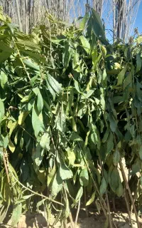 انگور -ازگیل-هلو