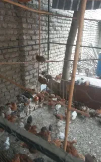 جوجه گلپایگان