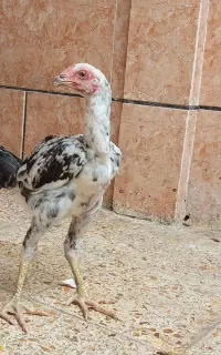 دو عدد جوجه لاری ۳ ماهه نصل بالا