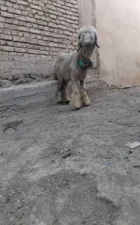 بره میش قوچ