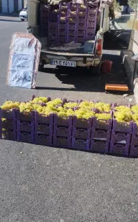 انگور عسکری درجه 1