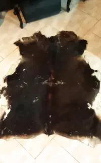پوست گاو