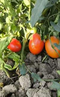 گوجه فرنگی پرسی درجه یک