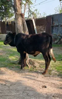 وزا کوله چالوسی