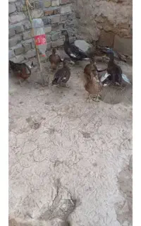 اردک نر و ماده