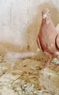 کبوتر زرد