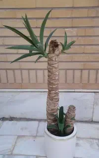یوکا