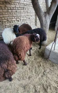 بره نر