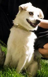 سگ پاپی