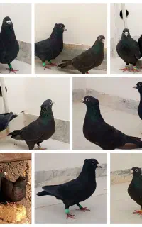 جفت کفتر زاغ کرمانی واکسی کاکلی بهترین نسل