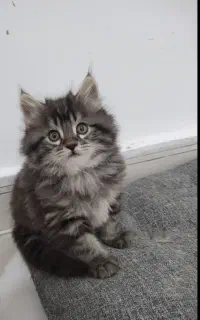 گربه