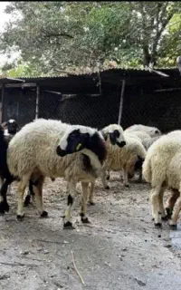 نواب جیحون مرتضویه. گوسفند زنده