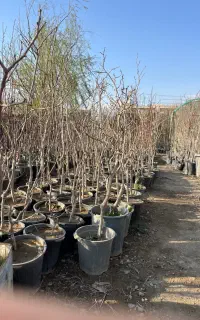 درخت توت نرک تحویل به شهرداری ۲۰۰ ت