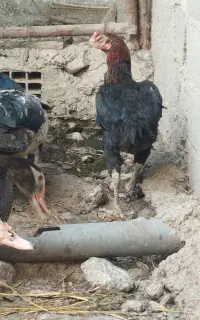 مرغ لاری نسل