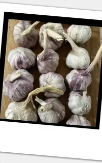 سـیرتازە نقده