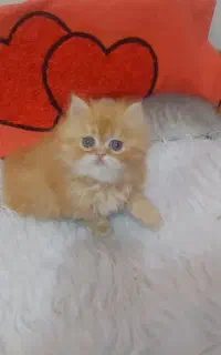 پرشین نر گارفیلدی و بریتیش بلو گلد