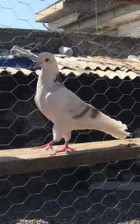 کبوتر گمشده