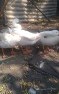 ۴ عدد غاز بالغ
