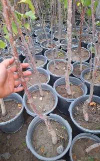 نهال و درخت زردالو سطل۷ریشه پر
