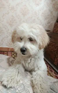 سگ شیتزو باهوش