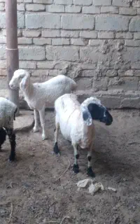 گوسفند