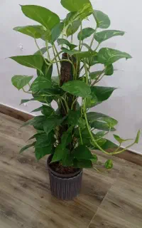 پتوس قیم دار