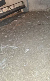 کودمرغی مخصوص باغ پسته وزعفران