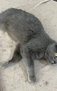 واگذاری گربه