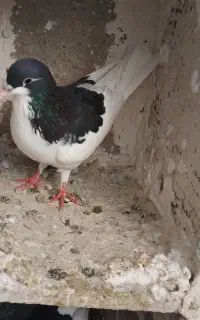 یال سیاه نر