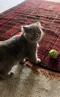 واگذاری گربه
