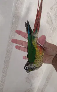 گرینچیک بازیگوش