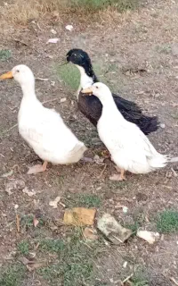 اردک 4 ماهه