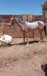 اسب ترکمن مادیان