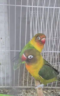 کوتوله برزیلی