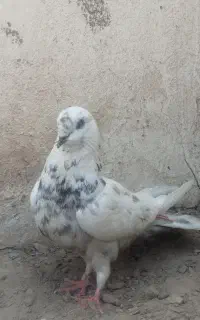 کبوتر تهرانی