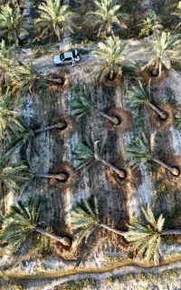 چه درختی بهتر از نخل