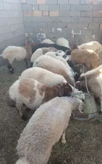 بره نر