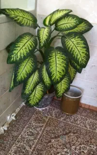 گل دیفن