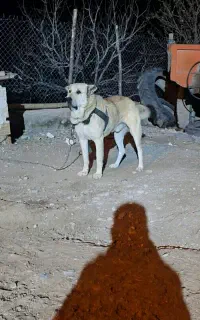 سگ گله ای