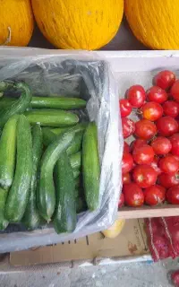 خیار گوجه