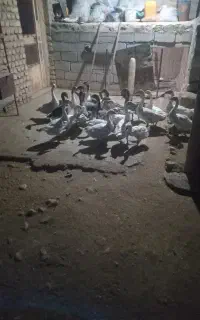 غاز