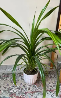 گل پاندانوس