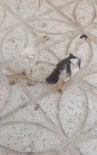 اردک