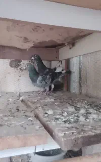 دورک