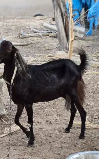 پازن داشت و بز
